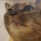 1219411664