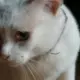 huanglobao2008的头像-投影工坊