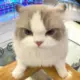 666
