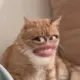 34443