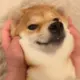 fengbo