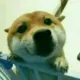wangdada