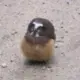 路过打酱油