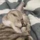 奔放