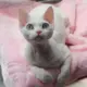 meowawang