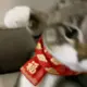 shannjin的头像-投影工坊