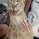 菜