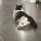 妮妮