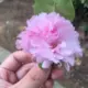 zangyining的头像-投影工坊
