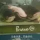 nianqianhui的头像-投影工坊