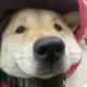 梦泽