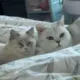 向贤