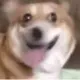 gjbn