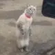 地元君的头像-天机阁