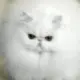 小猪