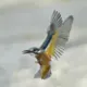 q6