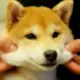 weitao