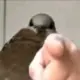 mathiceular