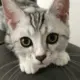 白先生