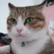 锋子