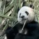 ccwbey的头像-投影工坊