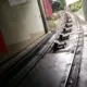 小罗