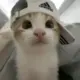 Cuteguagua的头像-投影工坊