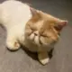 儒商糖果