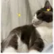 zss1234567的头像-天机阁