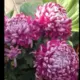 Wql562017276