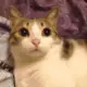 Imaginengine
