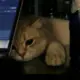 风格