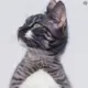 aa02