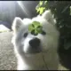 zzzc