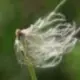 snail_12137