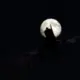 chuanmada