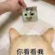 花落缘寂灭的头像-天机阁