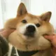 千书