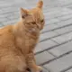 谭先森个人博客