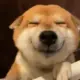 XMDream的头像-投影工坊