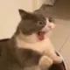 王大默