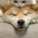 猫猫295105526的头像-天机阁
