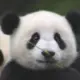 WinPanda