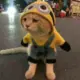 sy