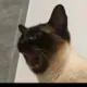 dddadad