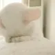 蛋蛋