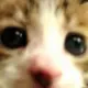 wangboxuan的头像-天机阁