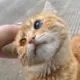 爱贪吃的猫的头像-投影工坊