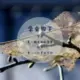 胡扬52