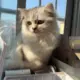 林洛